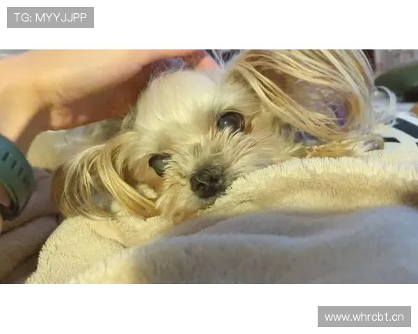 刘洋家的狗吃的都比我一个月工资多